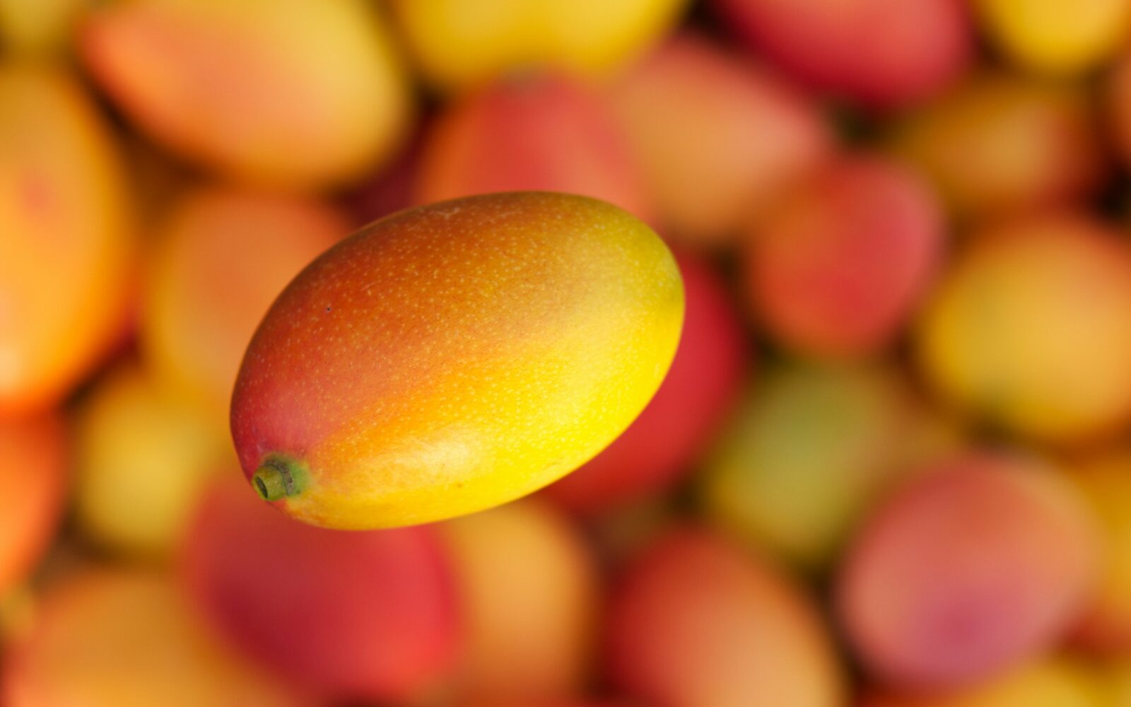 Séchoir à claies pour mangue
